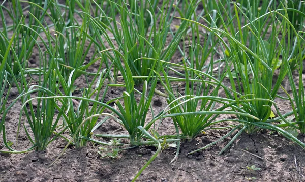 Green onion in the open ground — Stock Photo, Image