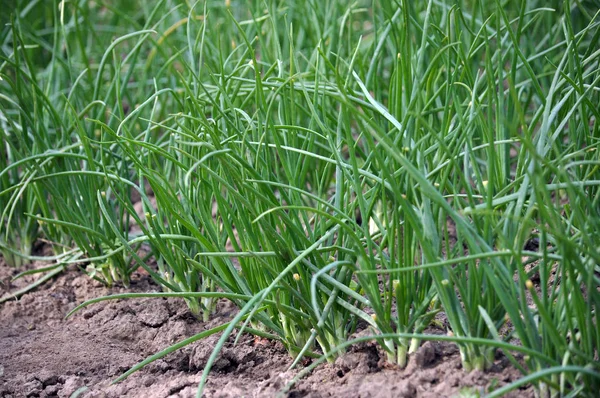 Green onion in the open ground — Stock Photo, Image