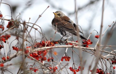 Guelder gül dalına Turdus philomelos oturur