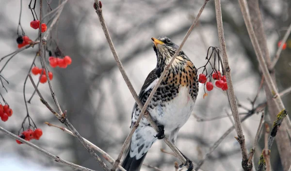 Guelder gül dalına Turdus philomelos oturur — Stok fotoğraf