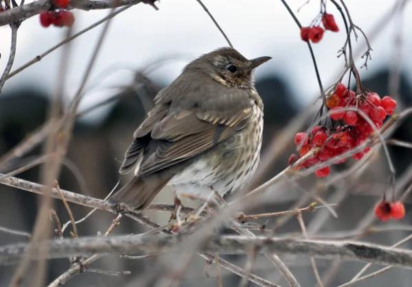 Turdus philomelos senta-se em um ramo de um guelder aumentou — Fotografia de Stock