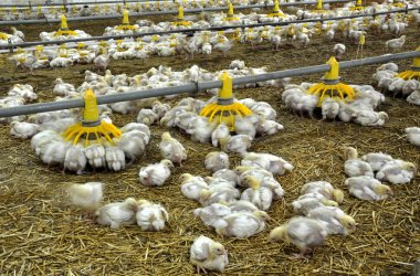 Broiler tavuk yakınındaki besleyiciler