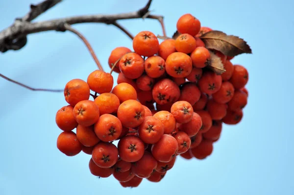 Olgun meyveleri kırmızı rowan — Stok fotoğraf