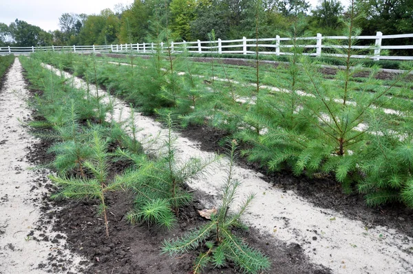 Pépinière pour la croissance de jeunes arbres forestiers — Photo