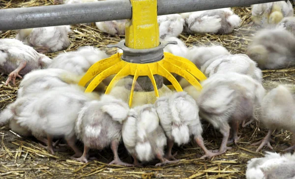 Broiler chickens near feeders — Stock Photo, Image