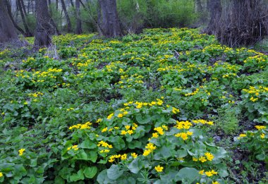 Bahar yatay, caltha palustris