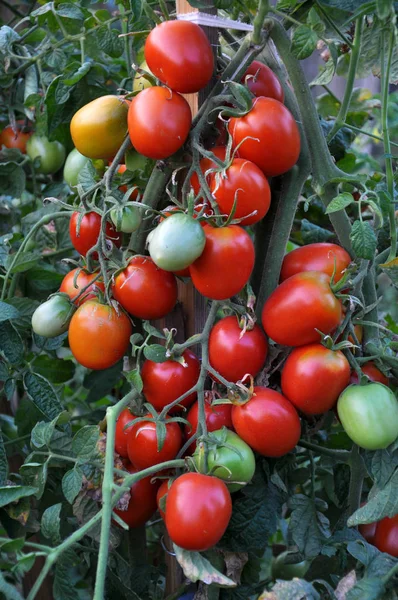 A tall tomato bush with fruit — Stock Photo, Image