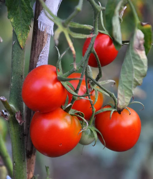 En lång tomat buske med frukt — Stockfoto