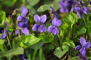 Orman Menekşe yakın çekim