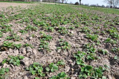 Çiçekli çalılar başlamadan organik toprak büyüyen bahar çilek