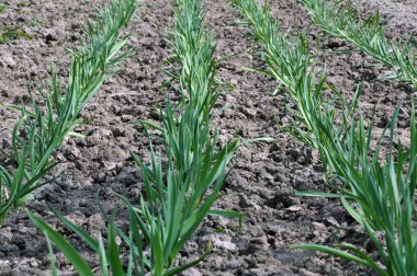 Genç sarımsak organik toprakta yetişir