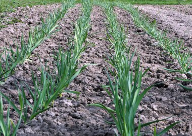 Genç sarımsak organik toprakta yetişir
