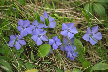Ormanda vahşi bir durumda mavi çiçekli haç Cezayir menekşesi
