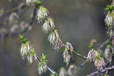 Bir ağaç dalına akçaağaç çiçekli bahar