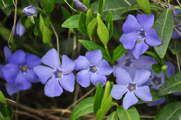 Cruciform Periwinkle Blue Flowers Wild State Woods — Stock Photo, Image