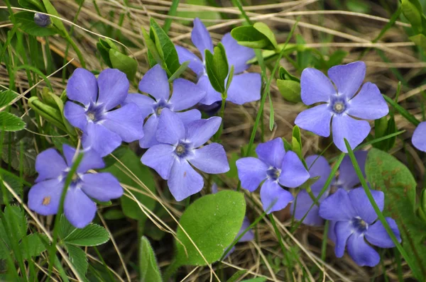 Cruciform Periwinkle Blue Flowers Wild State Woods — Stock Photo, Image