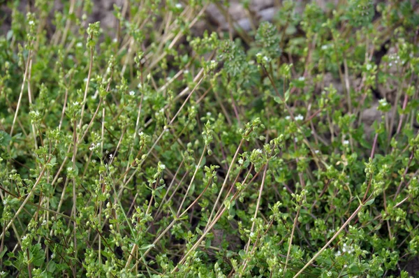 Stellaria Media Weed — Stock Photo, Image