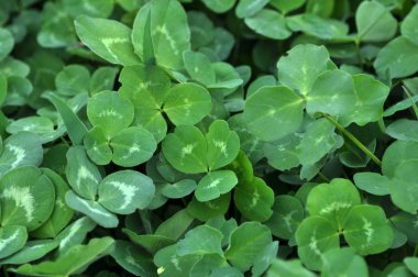 Bahar bitkileri alanında genç bir yonca mesafe yakın: