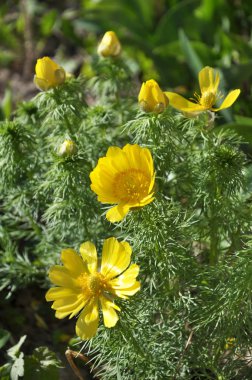 Adonis vernalis, vahşi hillsgrows üzerinde