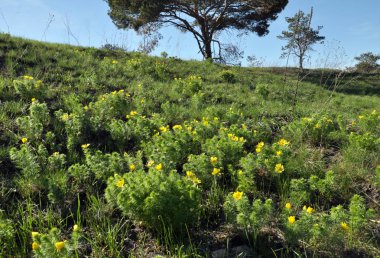Adonis vernalis, vahşi hillsgrows üzerinde