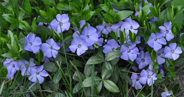青い花と十字形のツルニチニチソウ — ストック写真