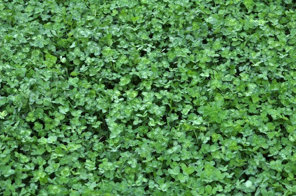 Spring crops of a young clover in the field near the distance