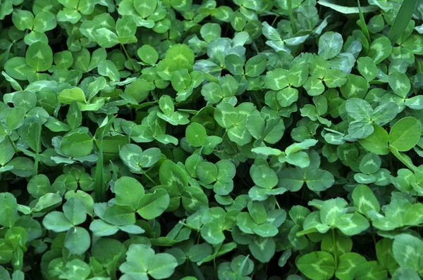 Spring crops of a young clover in the field near the distance