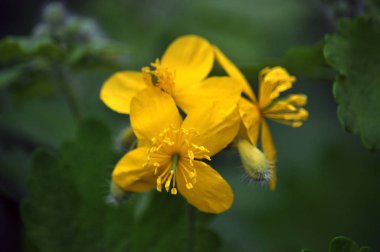 Chelidonium majus - yabani otlar