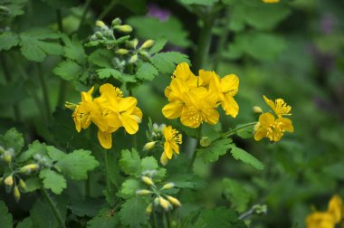 Chelidonium majus - yabani otlar