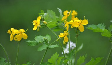 Chelidonium majus - yabani otlar