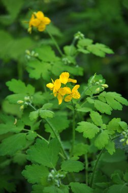 Chelidonium majus - yabani otlar