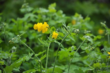 Chelidonium majus - yabani otlar