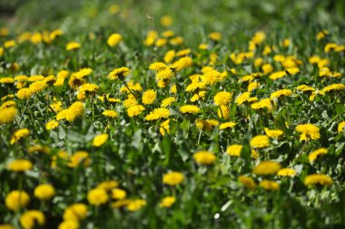 Doğada yetişen karahindiba