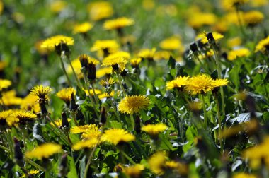Doğada yetişen karahindiba