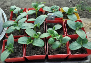 Salatalık büyüyen fidan