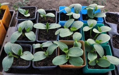 Salatalık büyüyen fidan