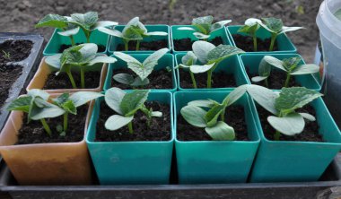 Salatalık büyüyen fidan