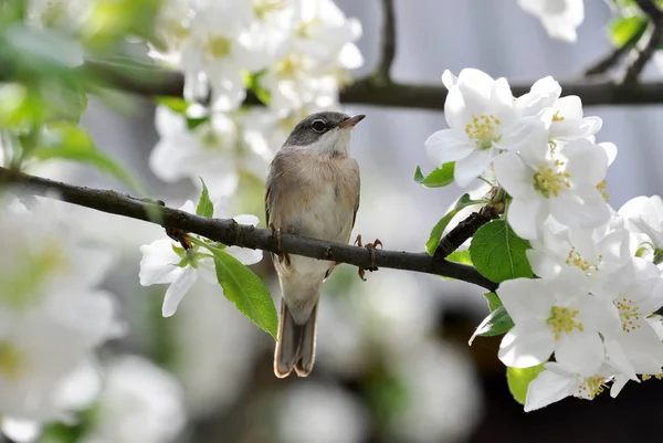 Vogel emberiza sitzt auf einem Ast eines Baumes — Stockfoto