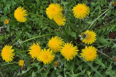 İlkbaharda, karahindiba doğada açar.
