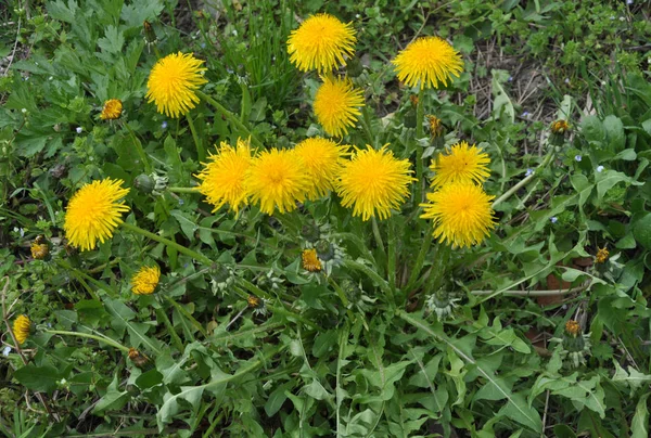 Na primavera, o dente-de-leão floresce na natureza — Fotografia de Stock