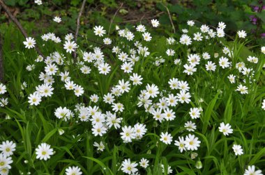 In the forest in the wild bloom Stellaria holostea clipart