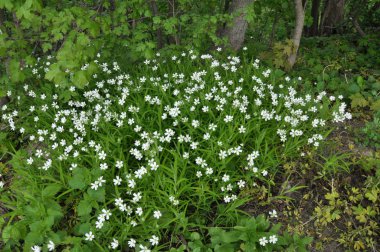 Vahşi çiçek Stellaria holostea ormanda