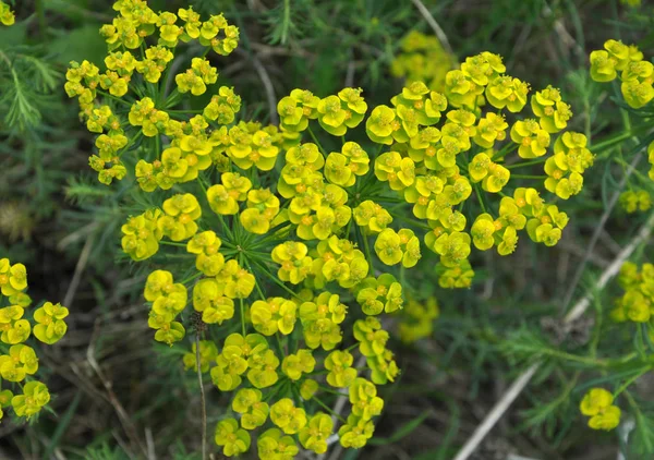 In the wild, grows and blooms Euphorbia virgata — Stock Photo, Image