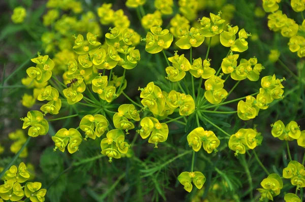 In the wild, grows and blooms Euphorbia virgata — Stock Photo, Image