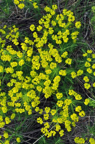 In the wild, grows and blooms Euphorbia virgata — Stock Photo, Image