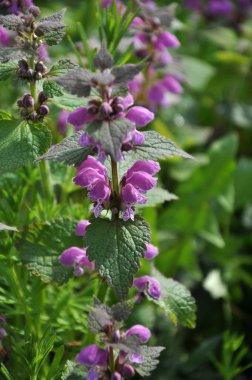 Aşırı gelişmiş mor ısırgan otu (Lamium purpureum))
