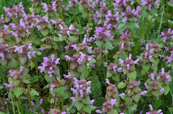 Přírodní přerostlá fialová kopřiva (Lamium purpureum) — Stock fotografie