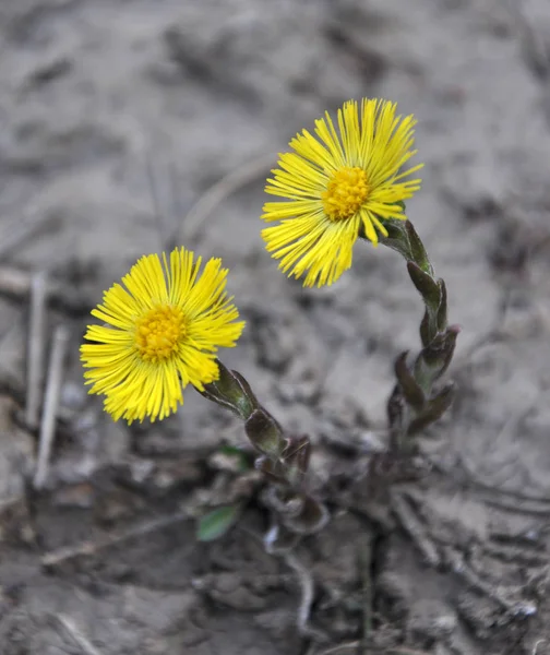 In nature, bloom early spring plant foalfoot (Tussilago farfara) — Stock Photo, Image