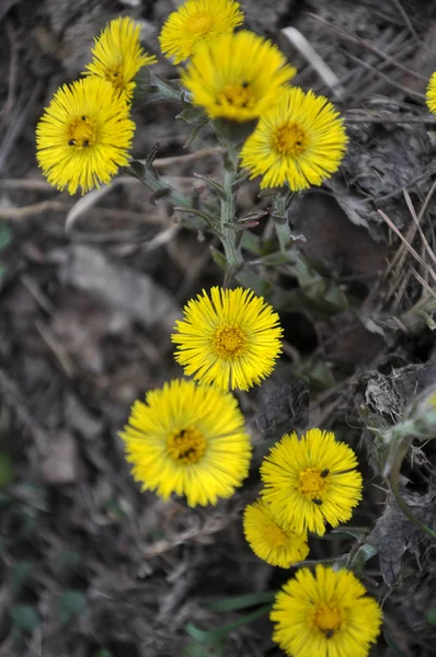 自然の中で、早春の植物の葉の足を咲かせます(Tussilago farfara)) — ストック写真