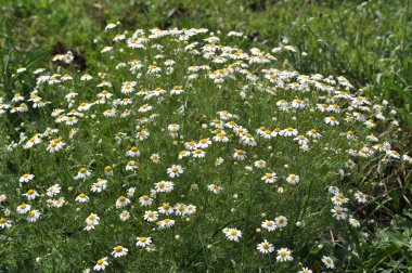 Doğada papatya çayı olarak yetişir (Matricaria recutita)